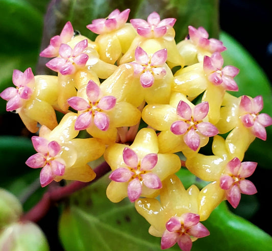 H. fitchii yellow