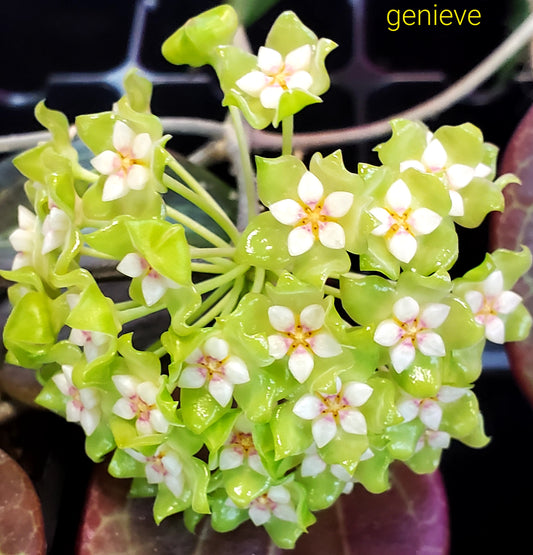 H. genieve