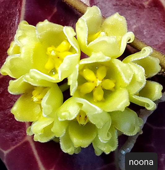 H. noona