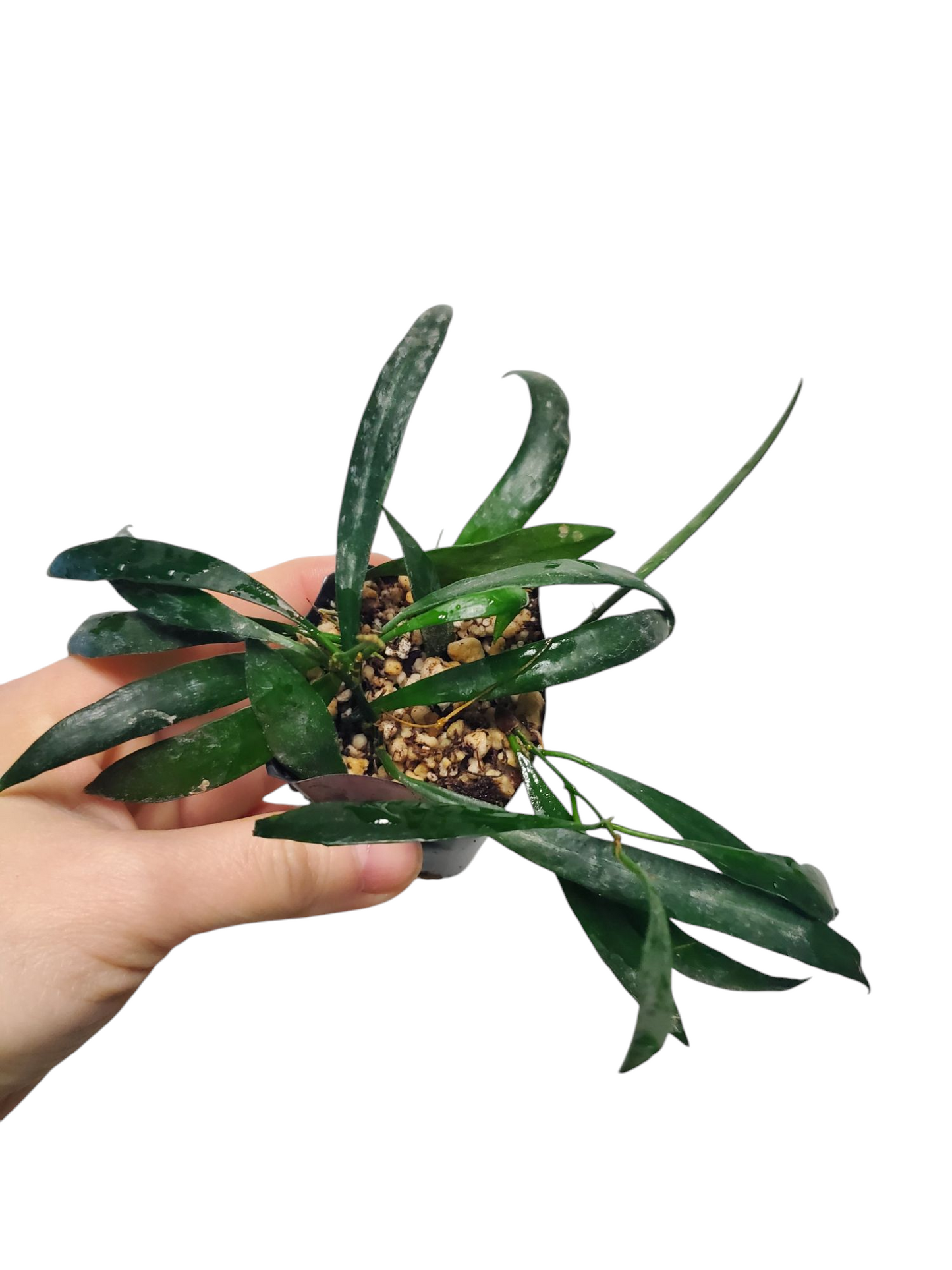 H. odetteae
