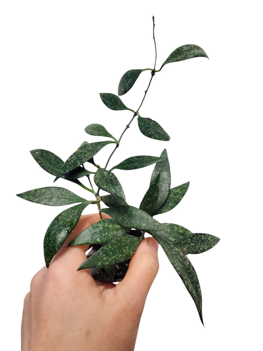 H. parviflora splash