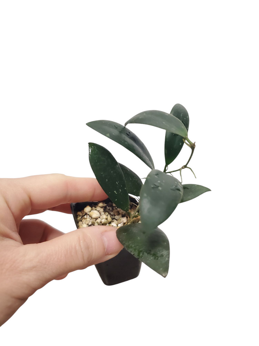 H. sigillatis sp. Aceh