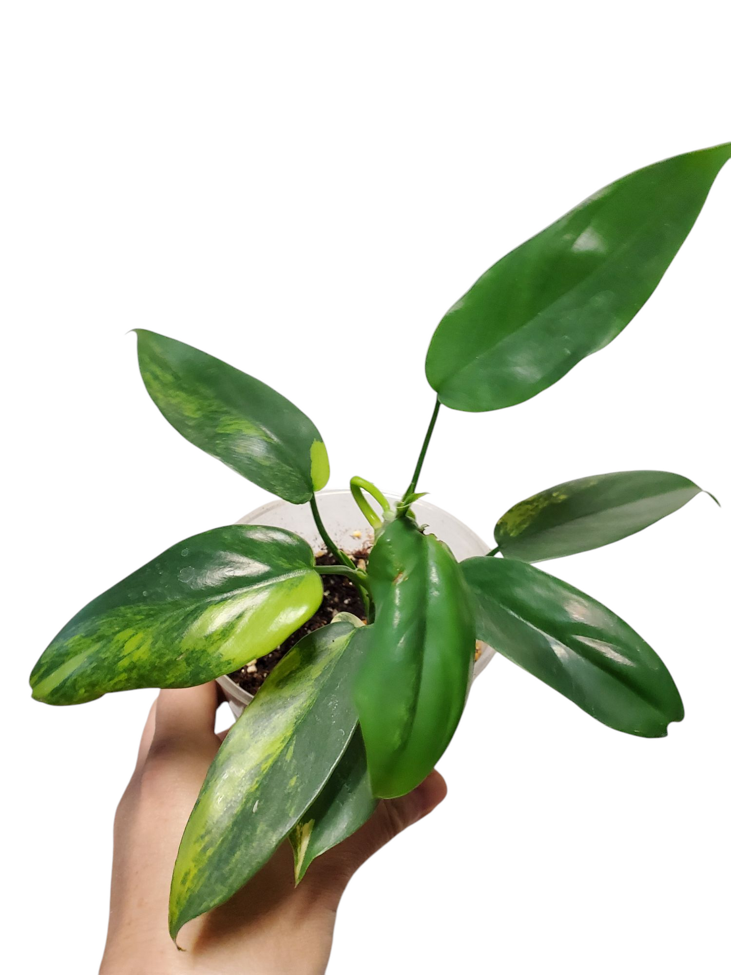 Phi.bipenifolium var