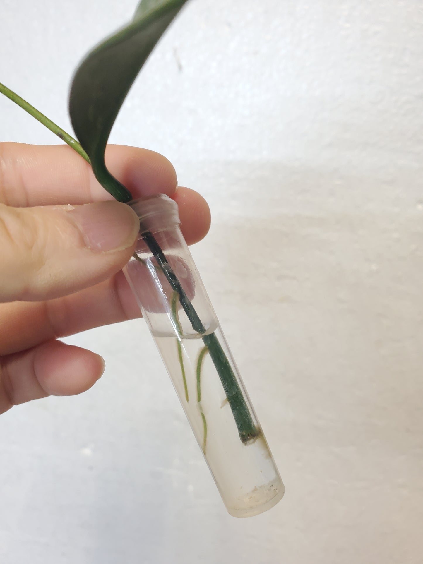 H. griffithii silver rooted cutting 40