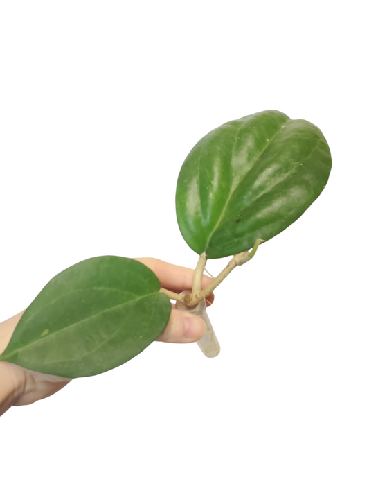 H. icensis rooted cutting