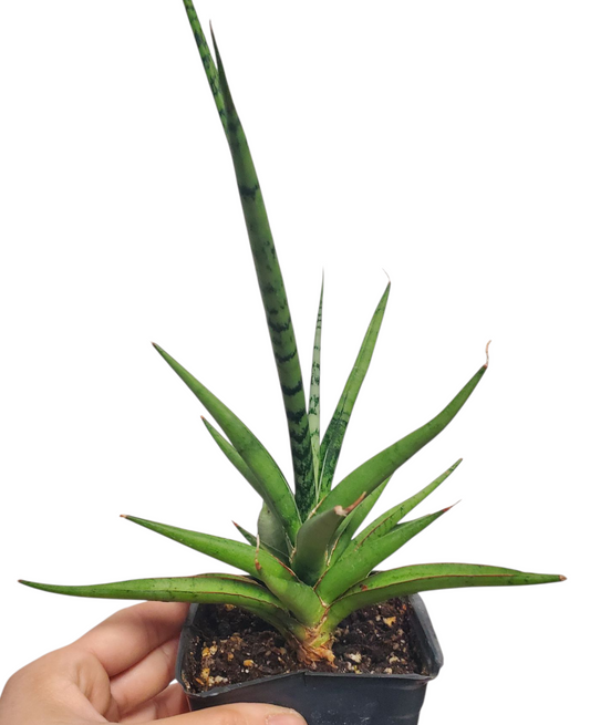 San. silver lady