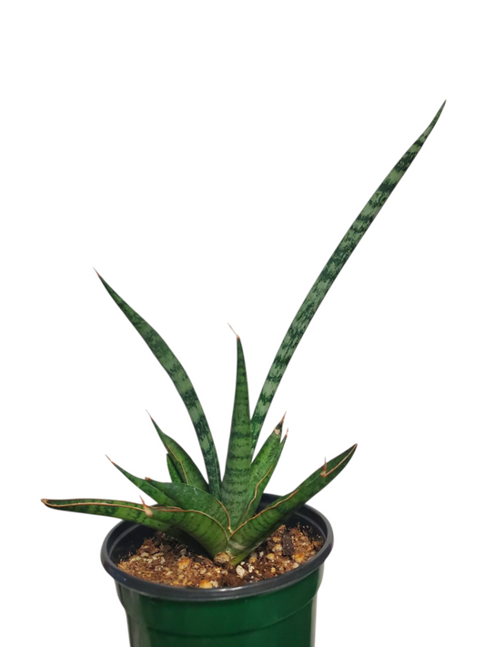 San. hybrid