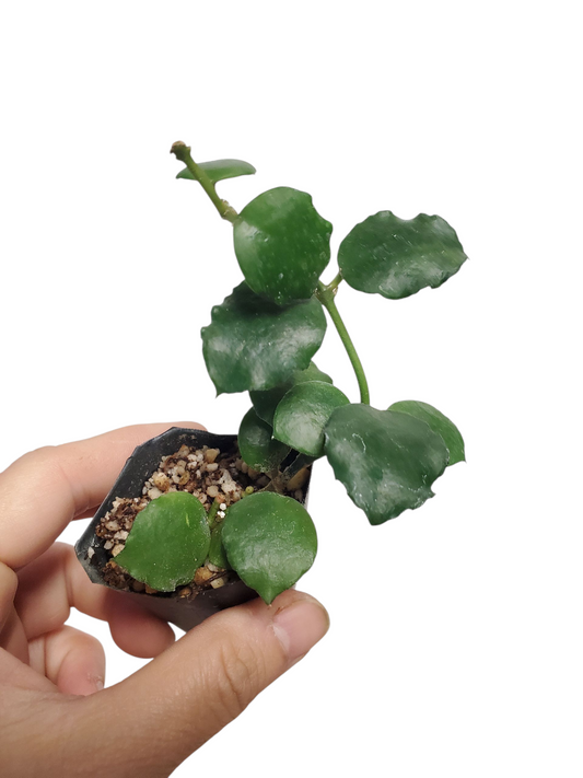H. endauensis