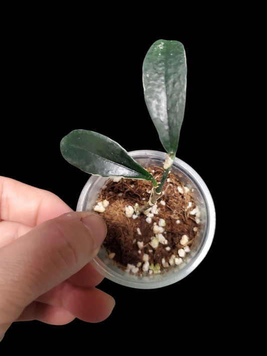 H. lobbii albomarginata
