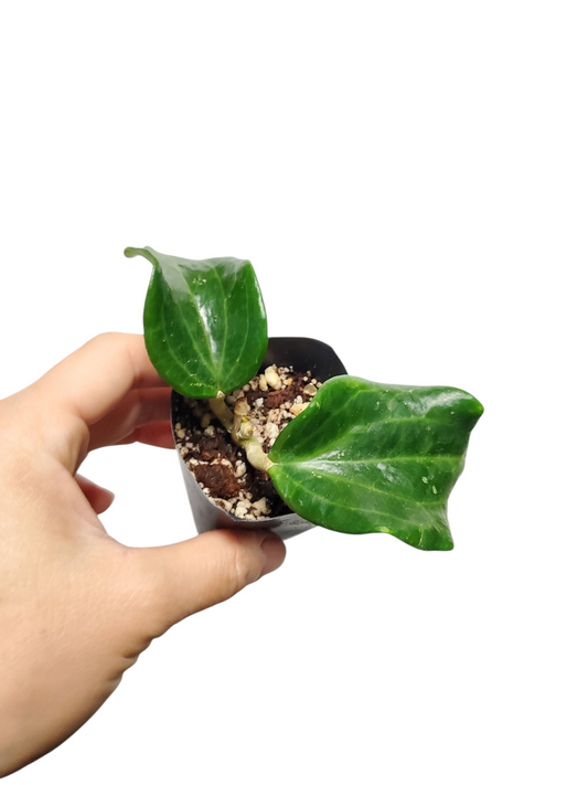 H. quinquenervia