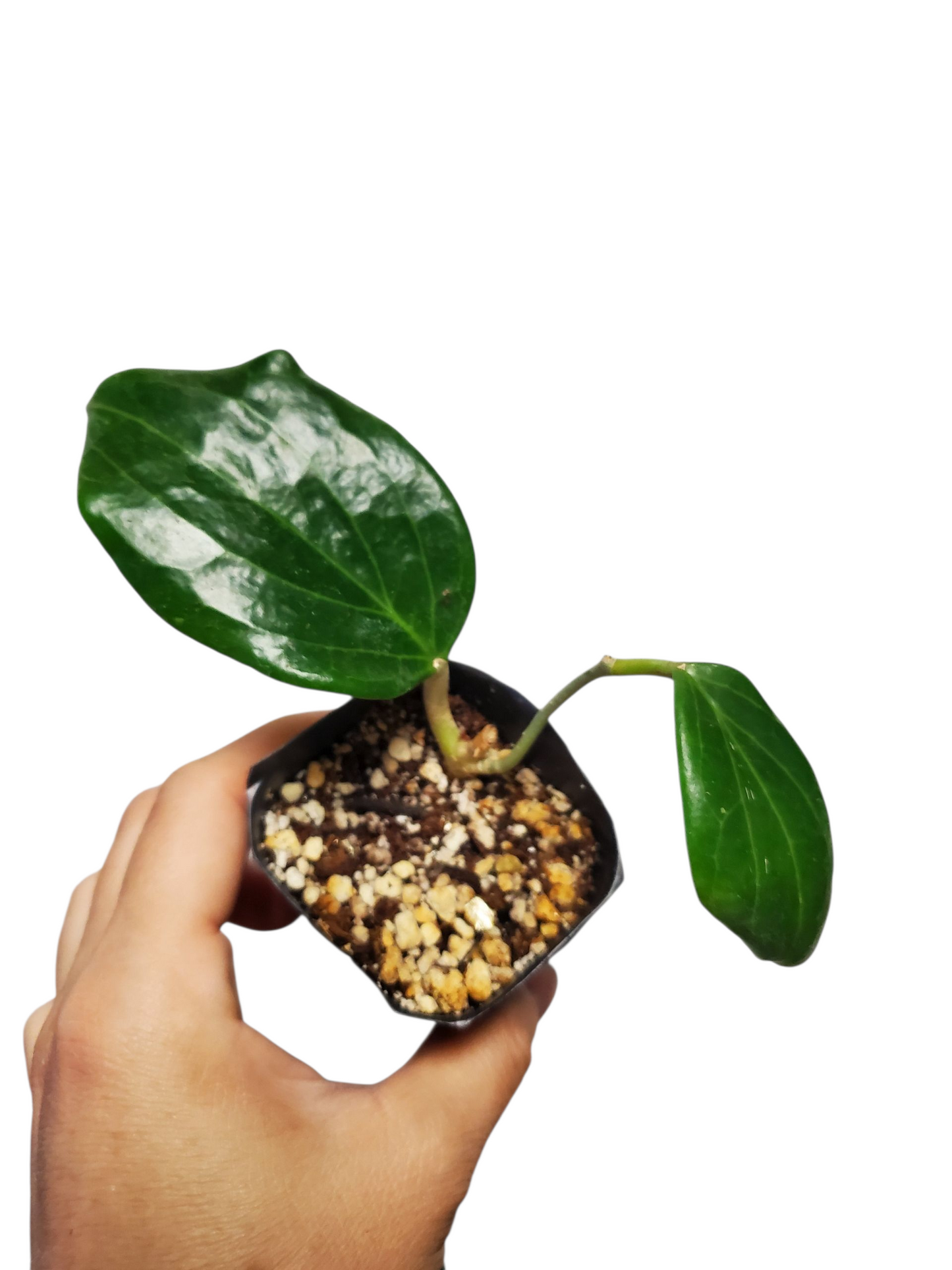 H. quinquenervia