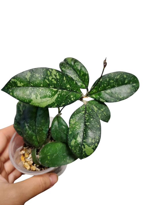 H. crassipetiolata splash