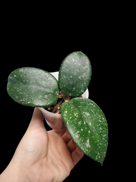 H. bonii round leaves splash