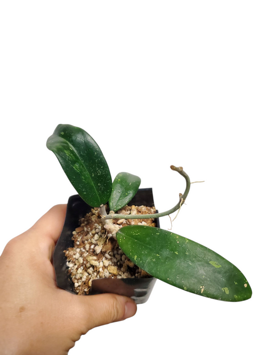 H. Aff parasitica pink splash