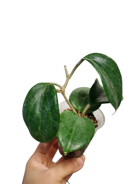H. quinquenervia