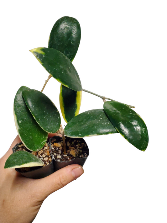 H. acuta albo