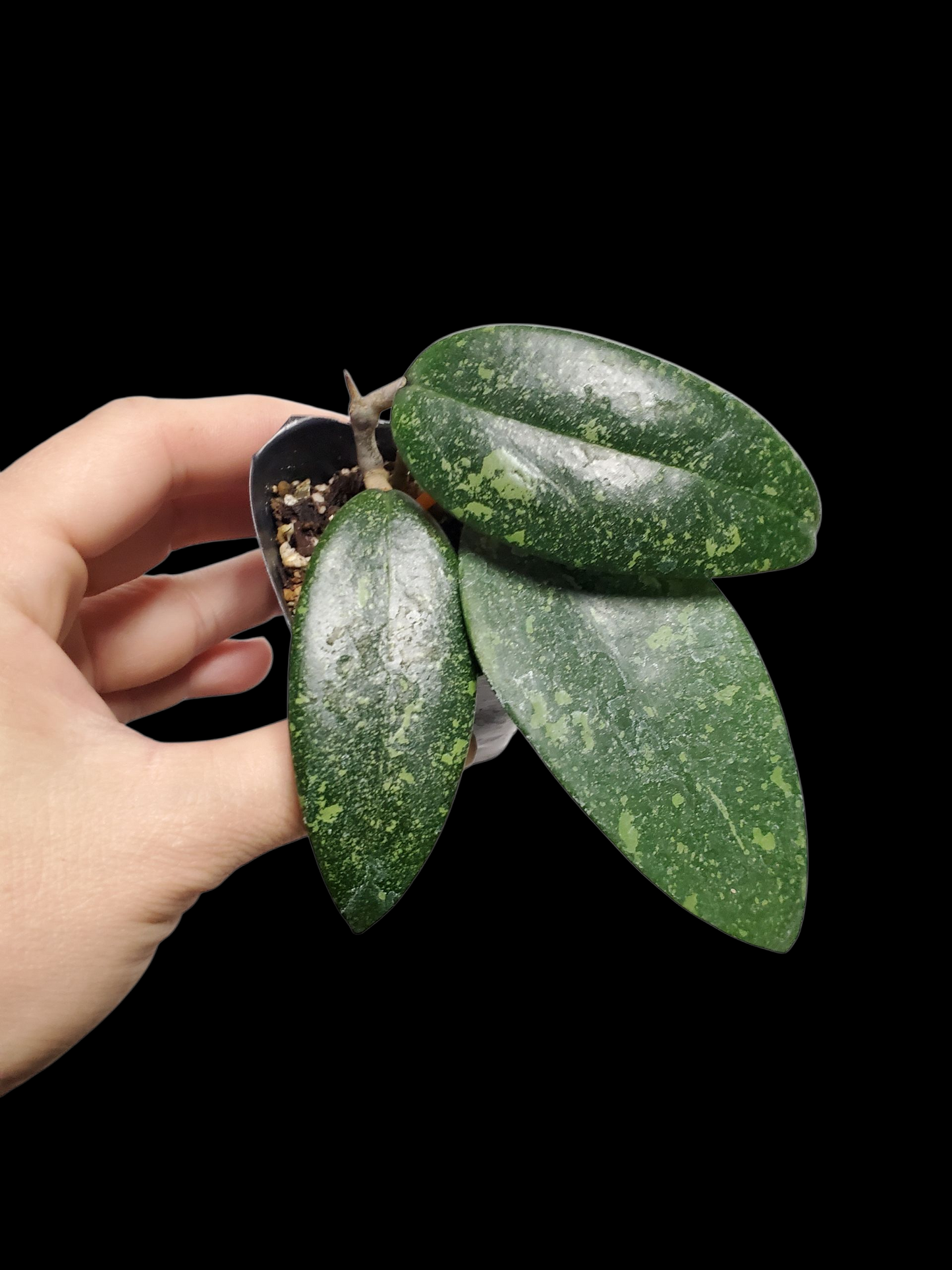 H. sp. Vietnam splash