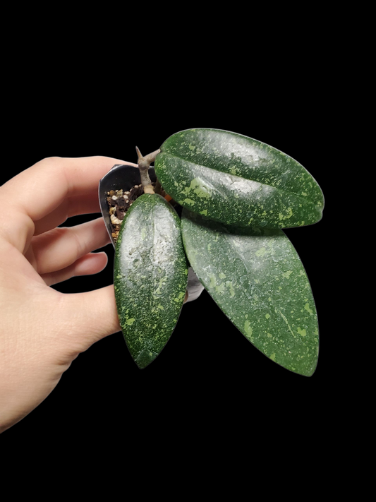 H. sp. Vietnam splash