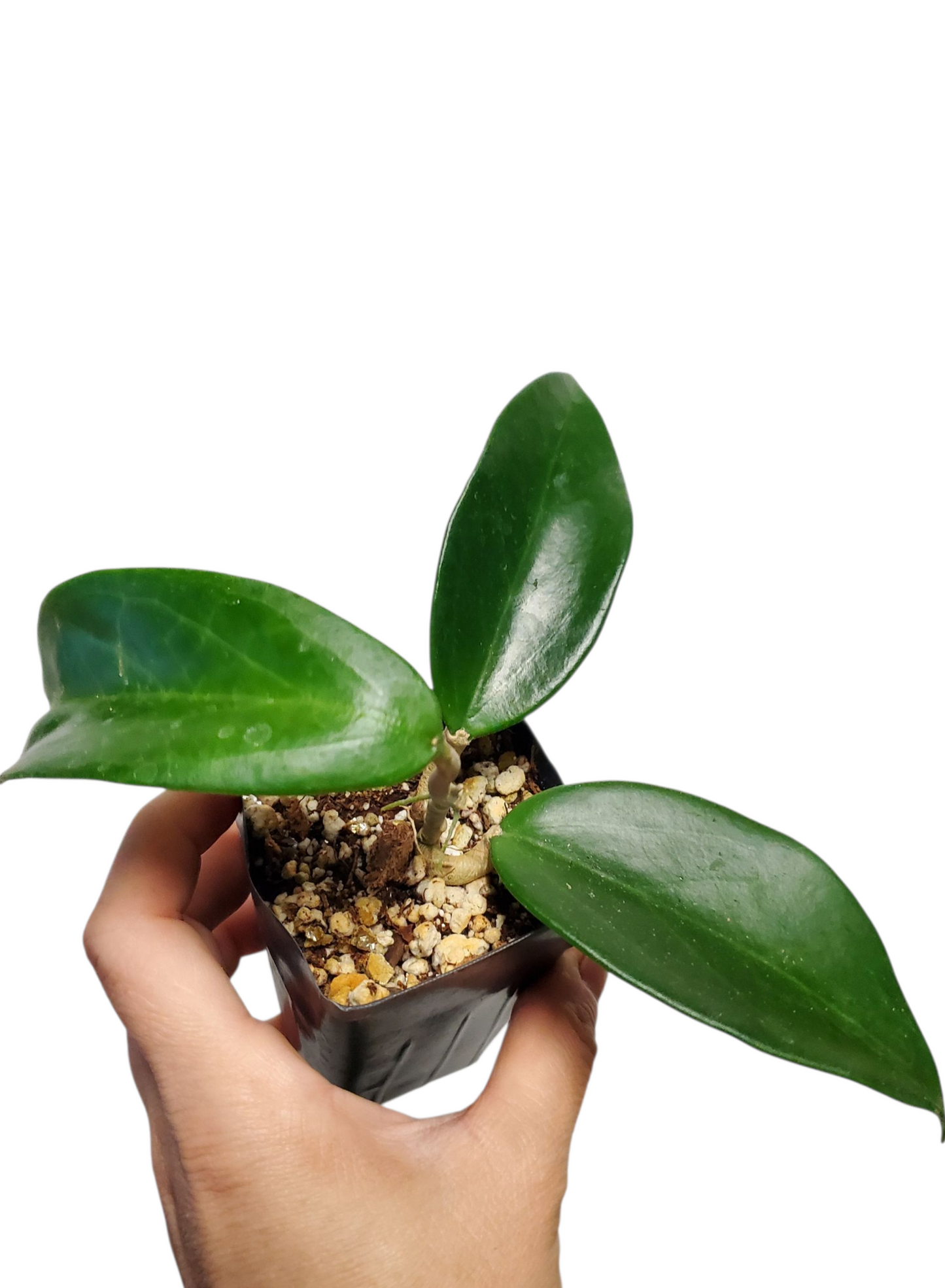 H. Coxanh01
