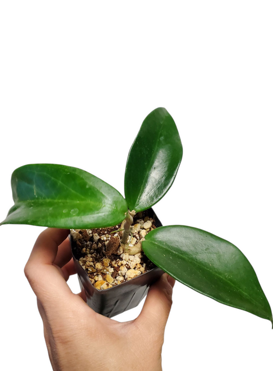 H. Coxanh01