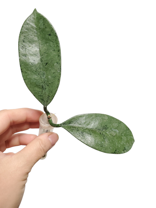 H. griffithii silver cutting 65