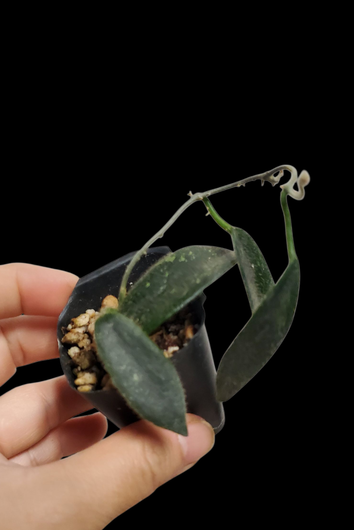 H. thomsonii splash