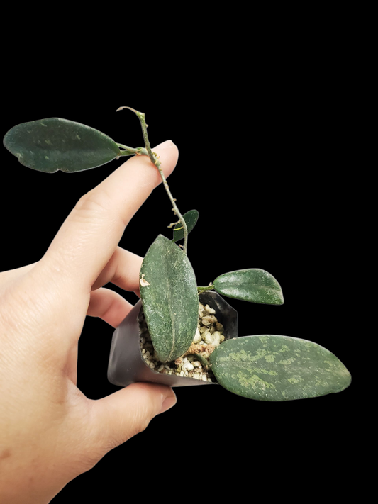 H. thomsonii splash