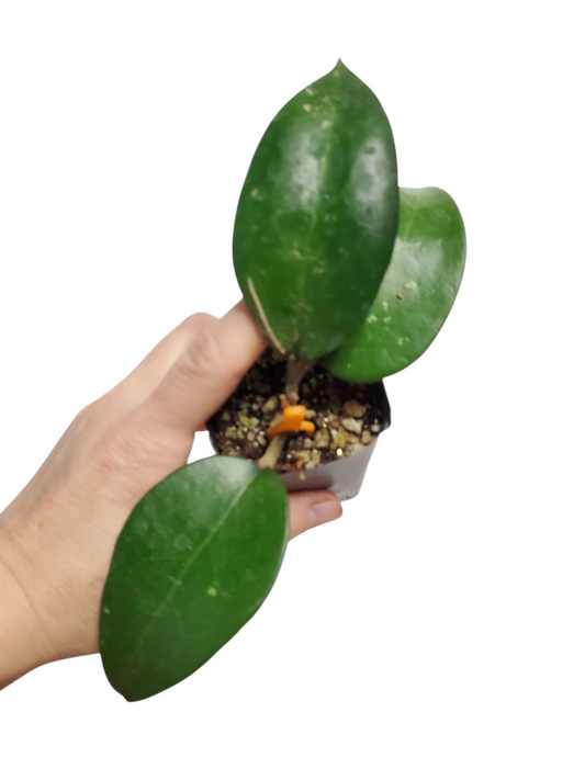 H. fusco marginata