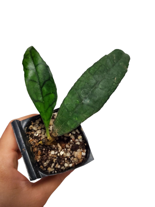 H. finlaysonii long leaves