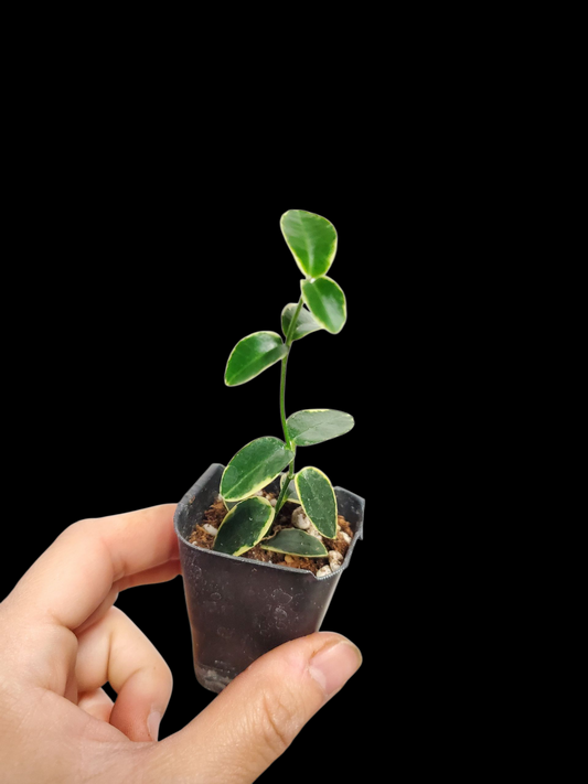 H. cumingiiana albo