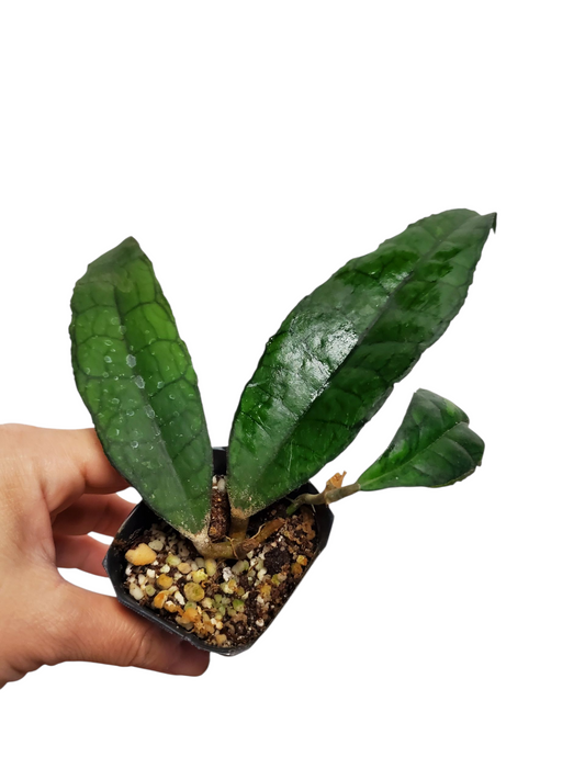 H. finlaysonii long leaves