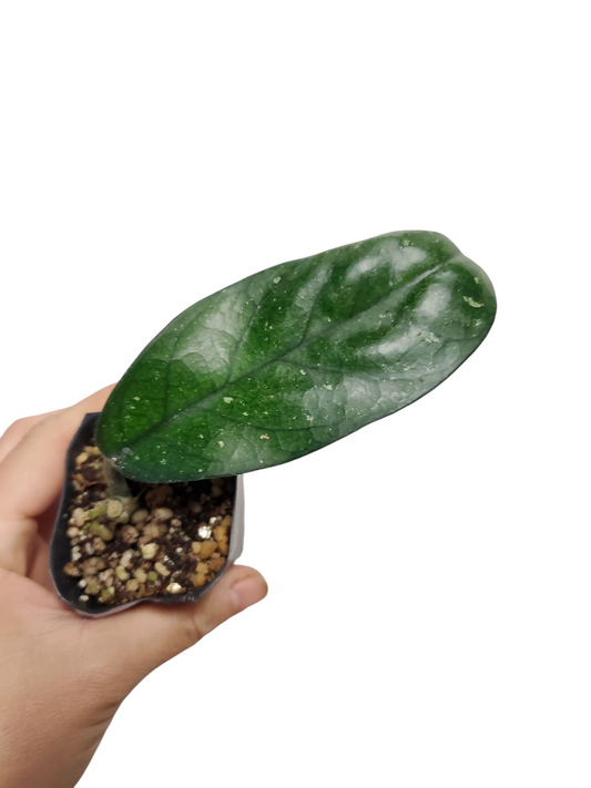 H. sp. laichau long leaves splash