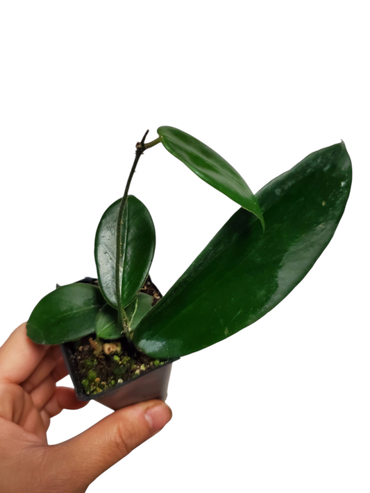 H. vangvienensis