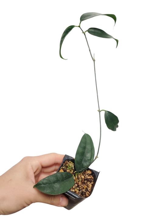 H. campanulata