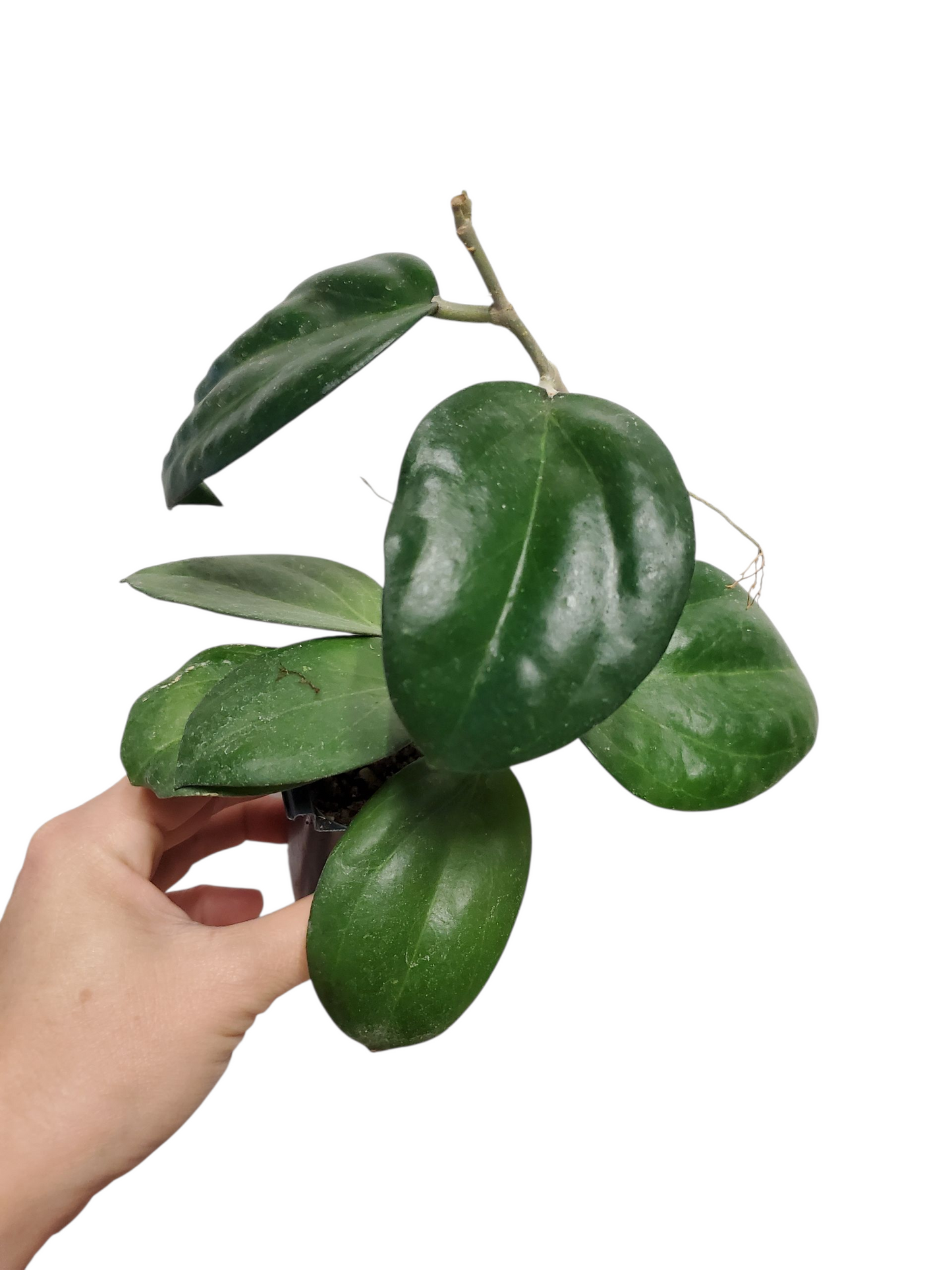 H. icensis