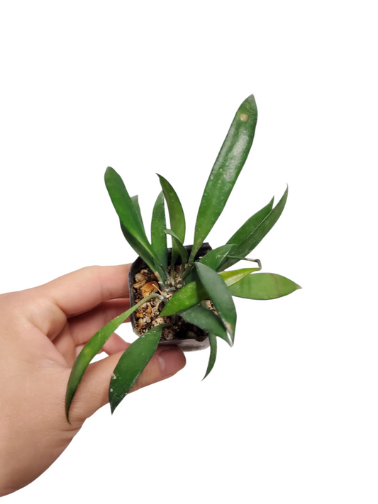 H. sp. pola