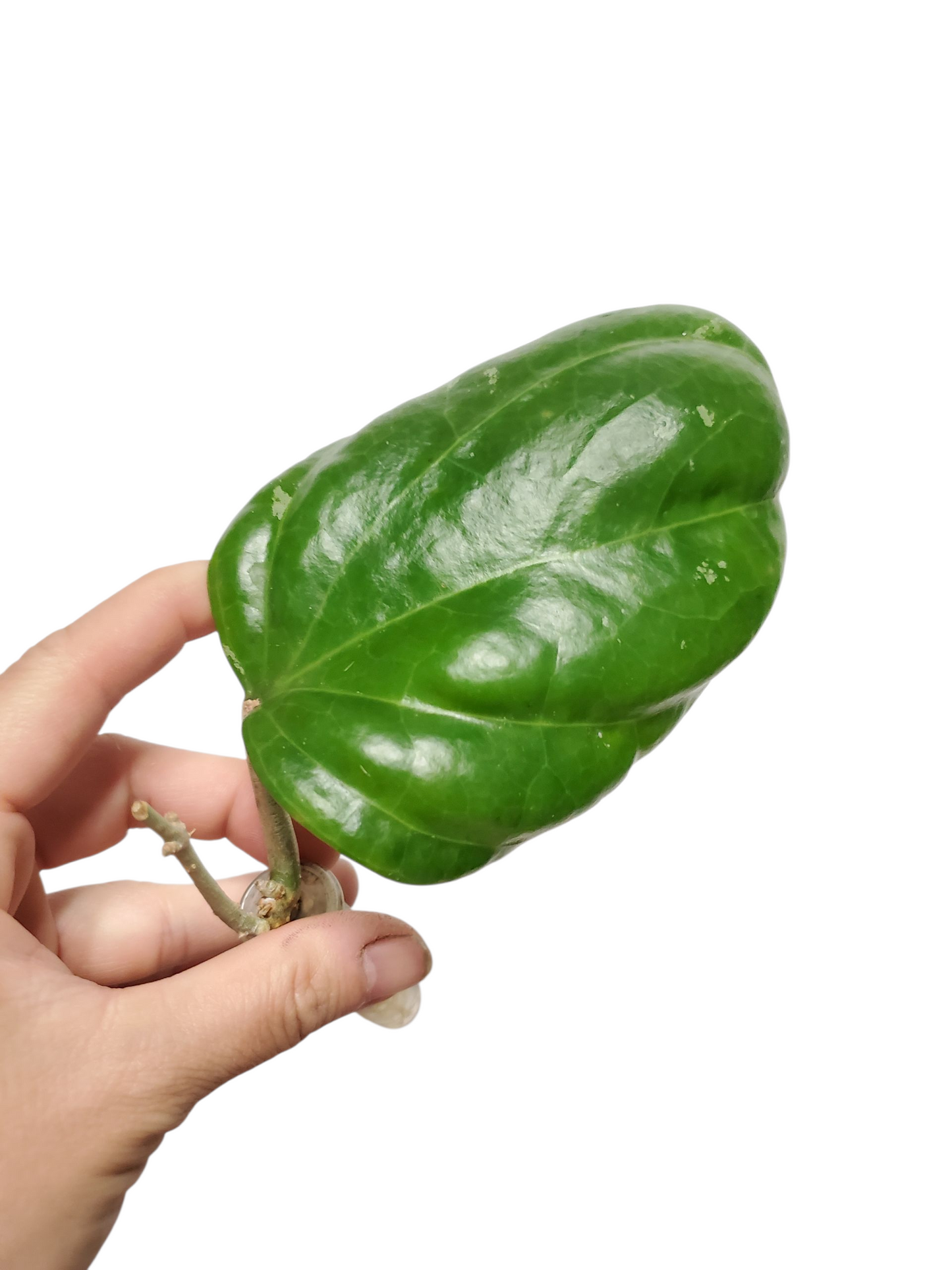 H. sarawak rooted cutting