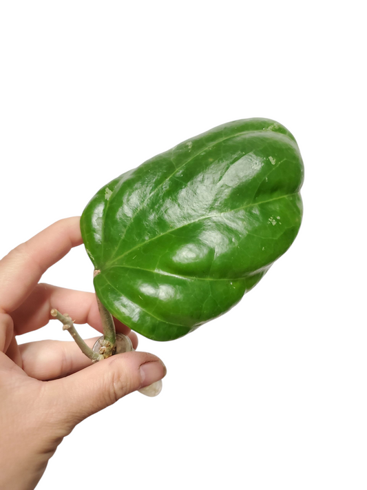 H. sarawak rooted cutting