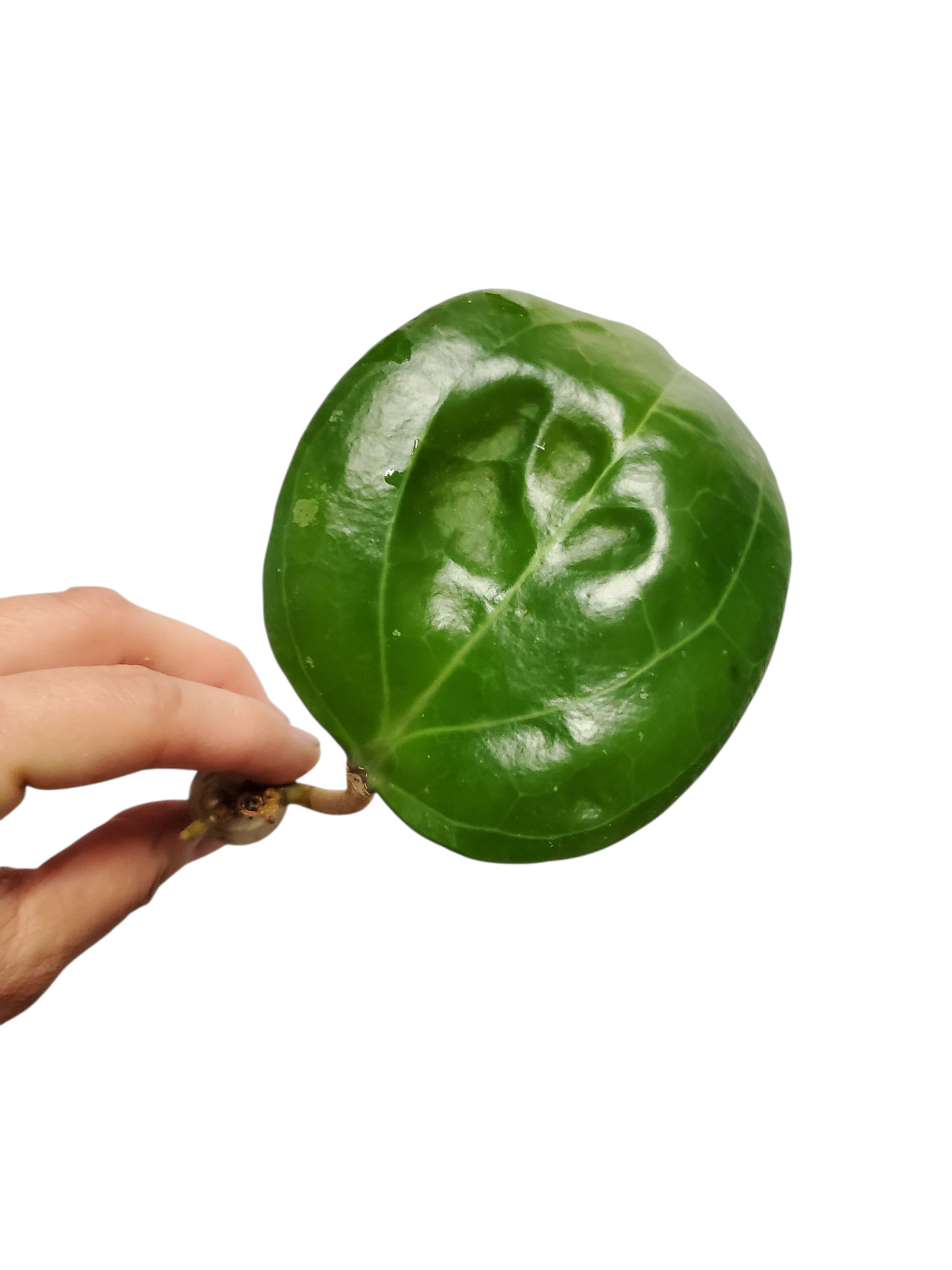 H. sarawak rooted cutting