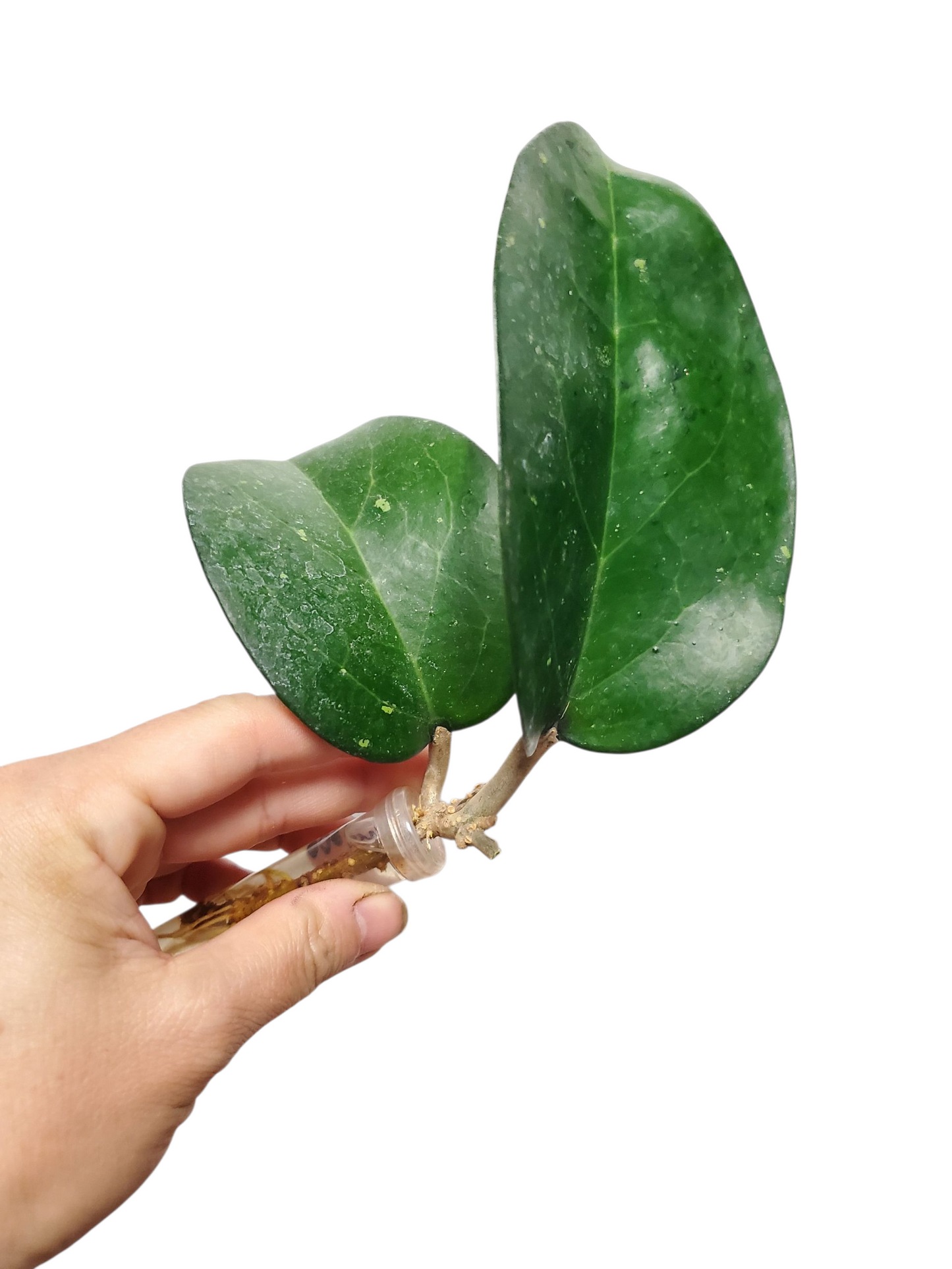 H. fusco marginata rooted cutting