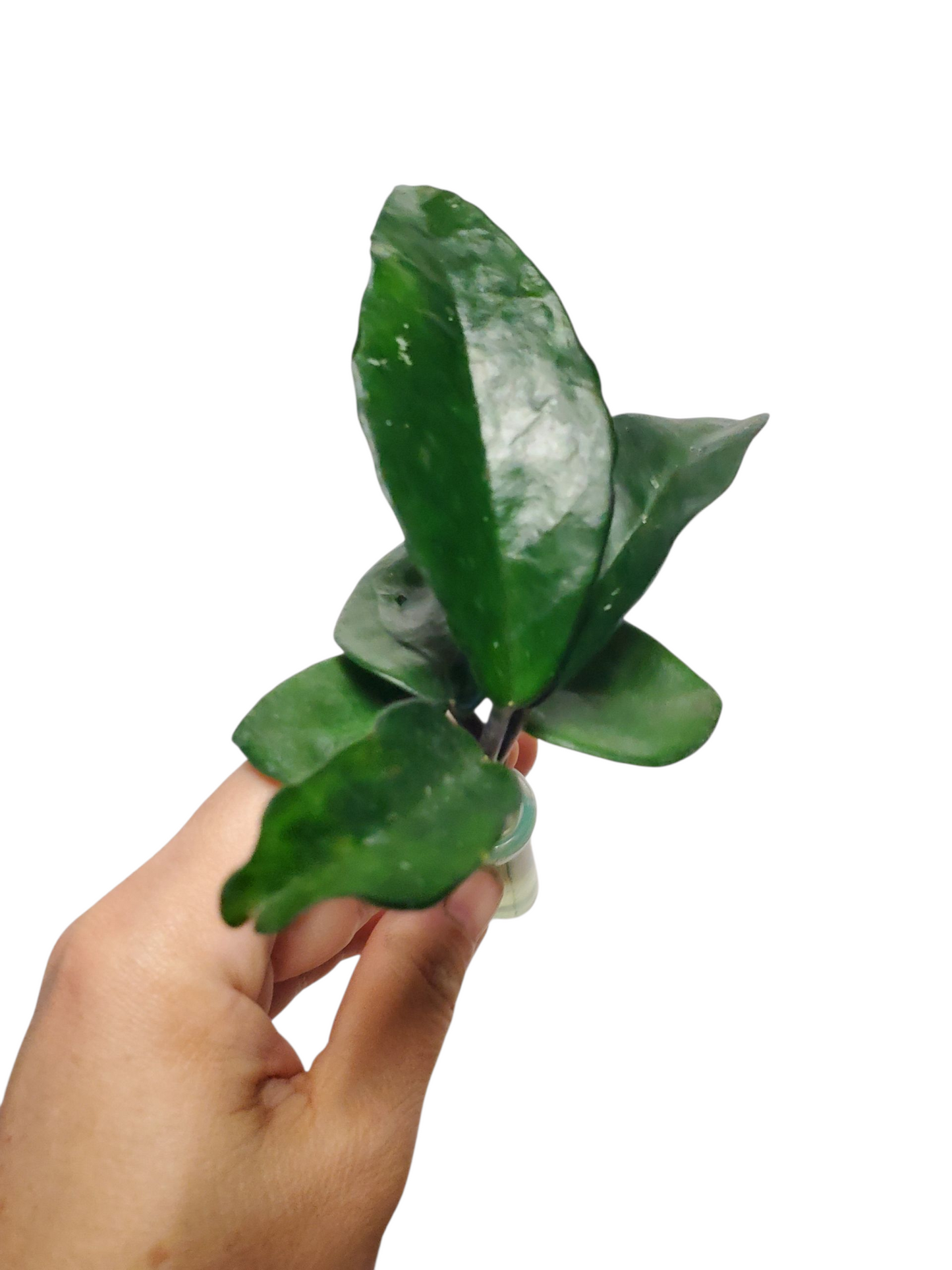 H. chelsea rooted cutting