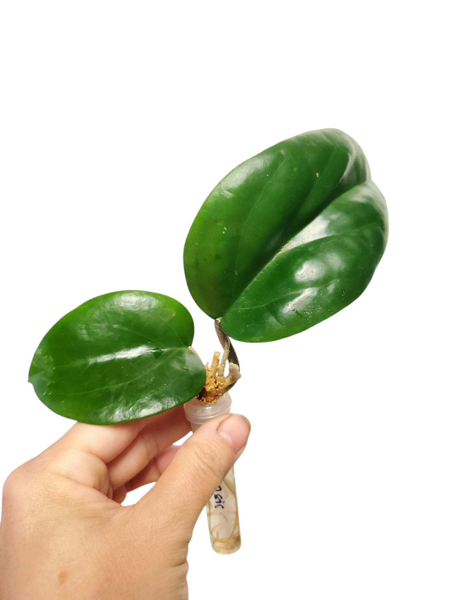 H. surigaoensis rooted cutting