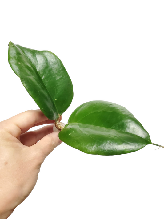 H. surigaoensis rooted cutting