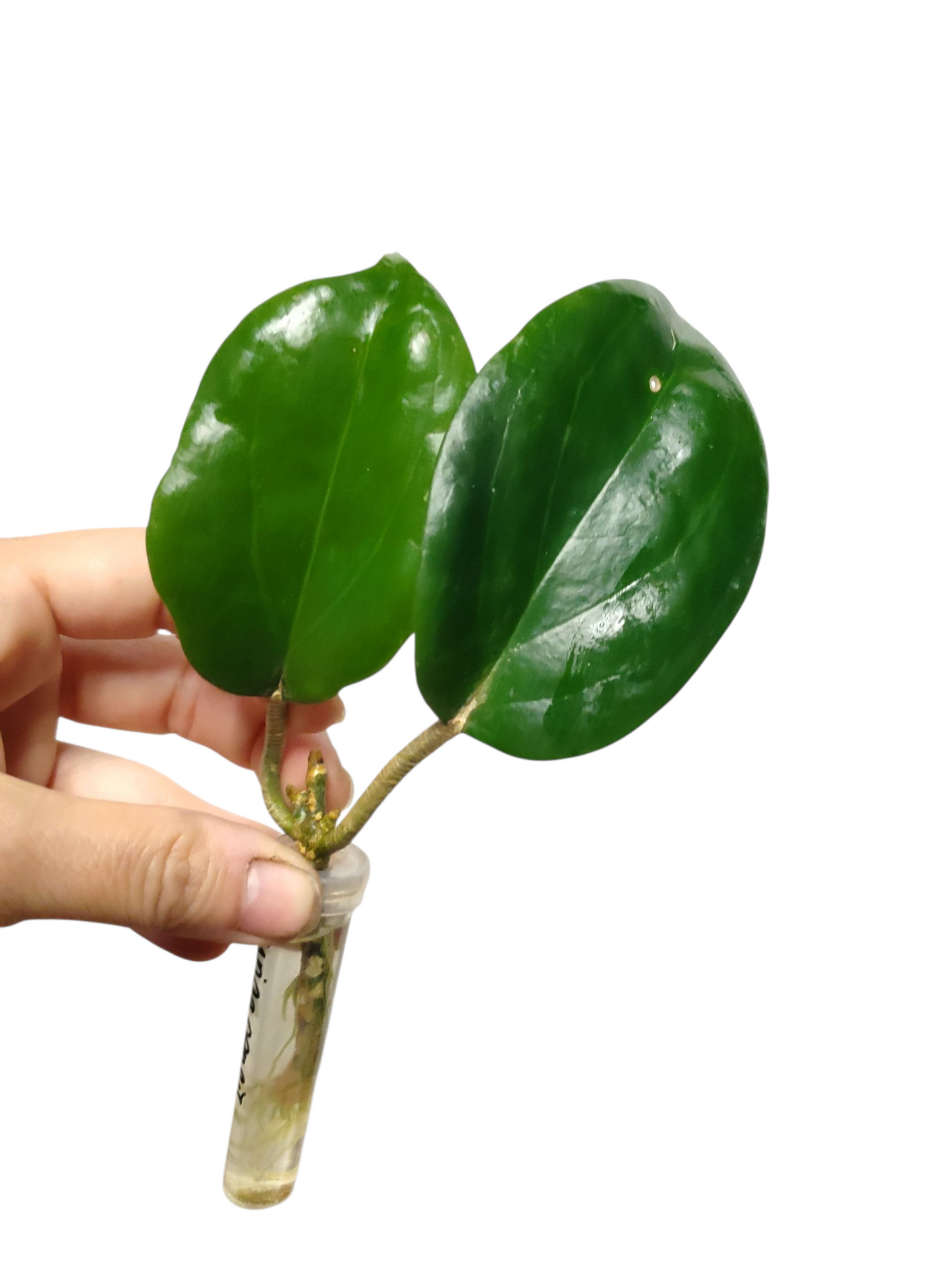 H. surigaoensis rooted cutting