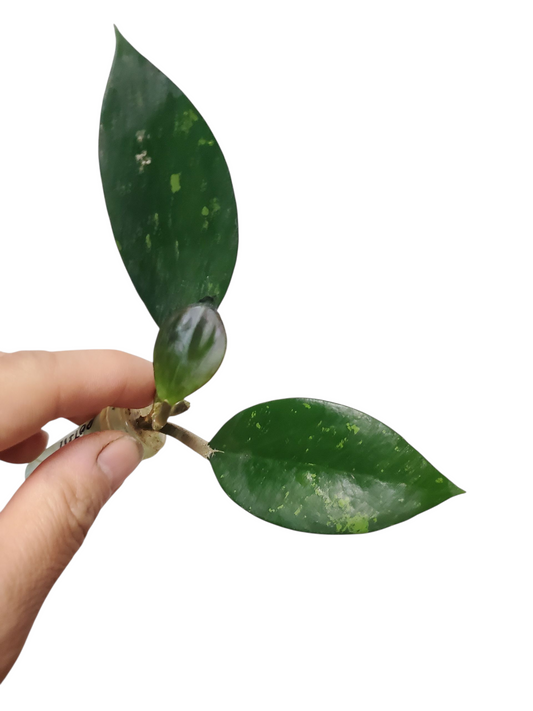 H. potsii splash rooted cutting