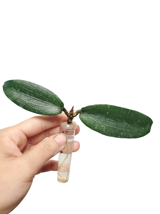 H. erythrina rooted cutting