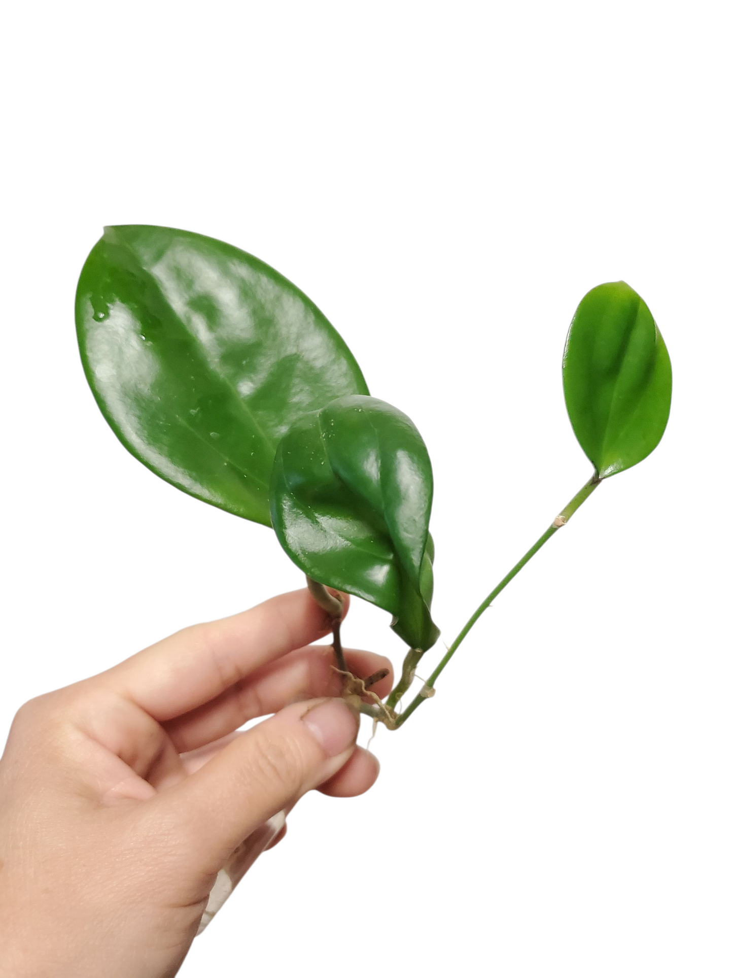 H. hanhiae yellow rooted cutting