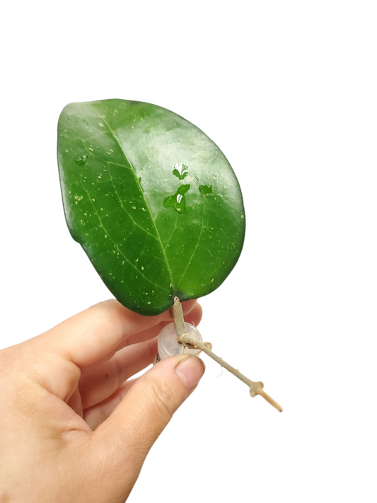 H. fusco marginata rooted cutting