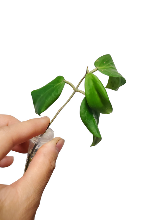 H. cutis porcelana rooted cutting