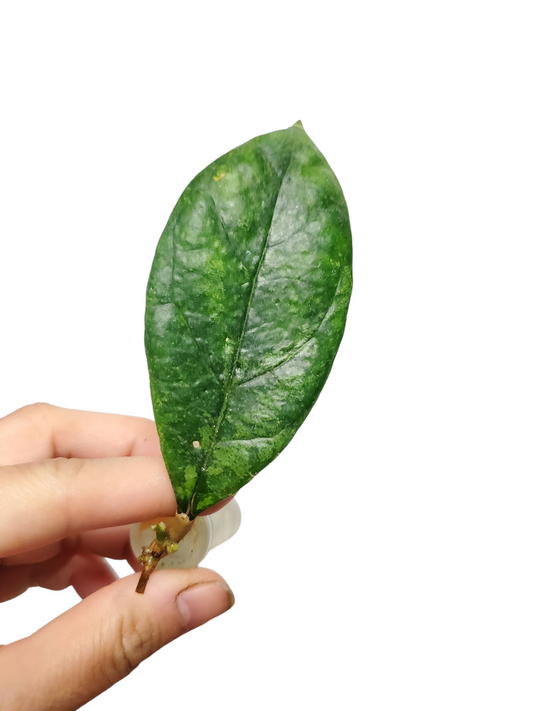 H. chicken farm rooted cutting